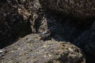 Crabs on the rocks in the sun
