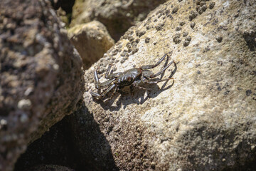 Crabs on the rocks in the sun