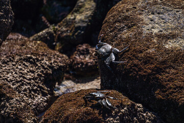 Crabs on the rocks in the sun