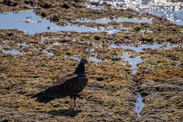 Vulture standing on rocks in the sun