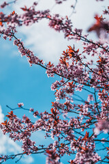 Cherry Blossoms in Sunny Spring