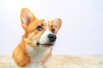 Portrait of funny Welsh corgi Pembroke or cardigan dog with suspicious or curious look, looking up at the owner. Puppy begs for food, wants to go for walks or attracts attention to play with it
