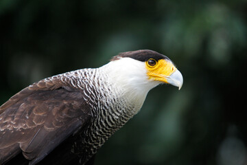 Carcará, typical bird of the northeast region of Brazil in its habitat
