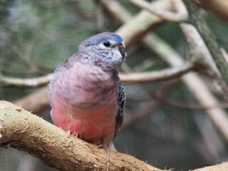 A closeup portrait of a refined debonair Bourke's Parrot in subtle beauty.