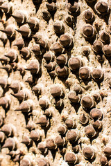 Spikes everywhere, Spiney Tree