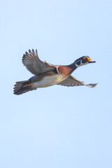 Wood duck. Aix sponsa