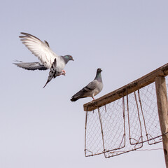 Coming home, Pigeons © Jef