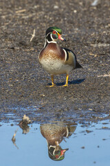 Wood duck. Aix sponsa