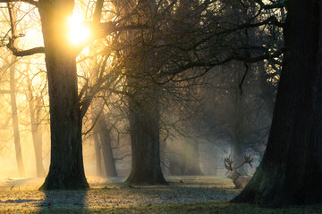 Beautiful wild deer captured lying down in the forest with amazing sunrise lights. Woburn park in England