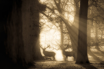 Wilde herten in het bos bij zonsopgang. Woburn-park in Engeland