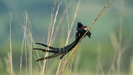 Long-tailed Widowbird (Euplectes progne) perched in the grass at Rietvlei Nature Reserve in Pretoria, South Africa