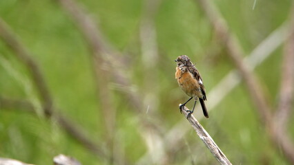 Familiar chat (Oenanthe familiaris) perched on a branch at Rietvlei Nature Reserve in Pretoria, South Africa
