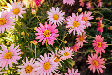 Pink Daisy flowers at Bellingrath Garden