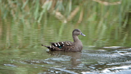 African black duck (Anas sparsa) swimming in a pond at Rietvlei Nature Reserve in Pretoria, South Africa