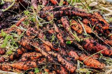 Organic carrots - freshly harvested