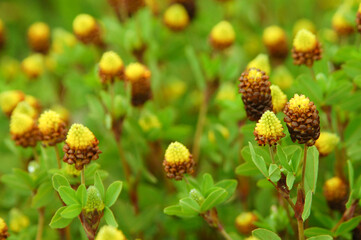 yellow wild flowers ushuaia