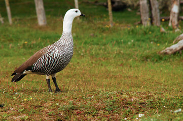 Duck in La Pataia Ushuaia