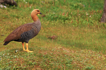Duck in La Pataia Ushuaia