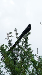 Long-tailed Widowbird (Euplectes progne) perched in a bush at Rietvlei Nature Reserve in Pretoria, South Africa