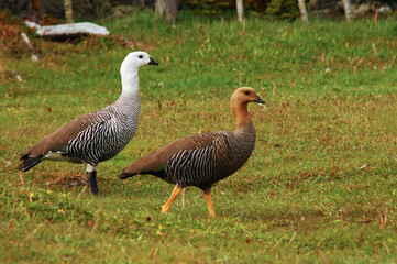 Ducks in La Pataia Ushuaia