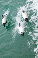 Group of dolphins in the Strait of Magellan