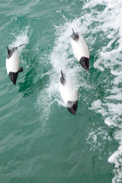 Group of dolphins in the Strait of Magellan