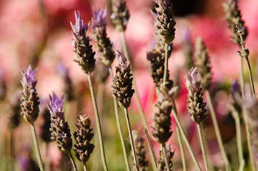 Fototapeta premium wild flowers at the foot of the mountain patagnia argentina