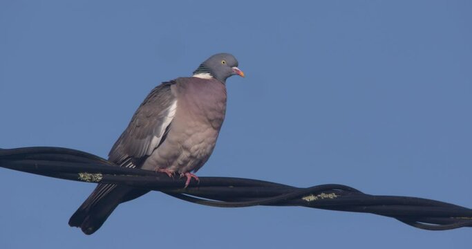 Pigeon bird flying from electricity cable perch blue sky slow motion