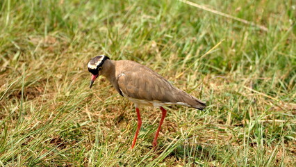 Crowned lapwing (Vanellus coronatus) in a field at Rietvlei Nature Reserve in Pretoria, South Africa