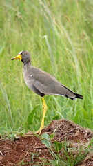 African wattled lapwing (Vanellus senegallus) in a field at Rietvlei Nature Reserve in Pretoria, South Africa