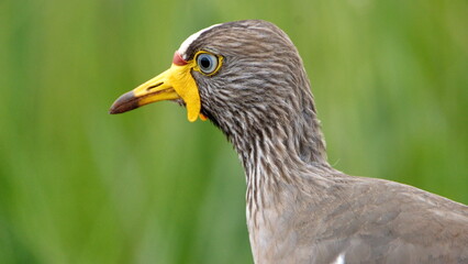Close up of an African wattled lapwing (Vanellus senegallus) in a field at Rietvlei Nature Reserve in Pretoria, South Africa