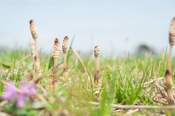 晴れた日のツクシのクローズアップ