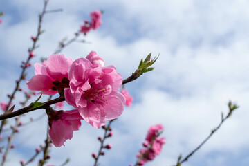 花桃の花のクローズアップ