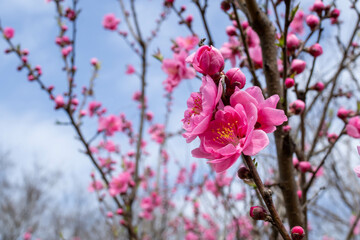 花桃の花のクローズアップ