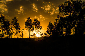 sunset in the forest