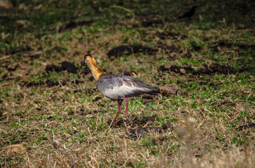 grey heron ardea cinerea