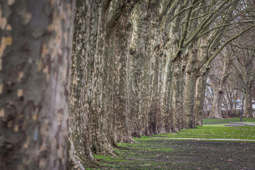 Selective blur on a row of plane trees, an alignment of trunks from the platanus genus, in a public park, in winter...