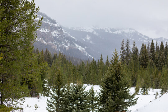 Winter near Yellowstone National Park showcases snow in the high mountain forests of early morning as clouds grace the tops of the ridges