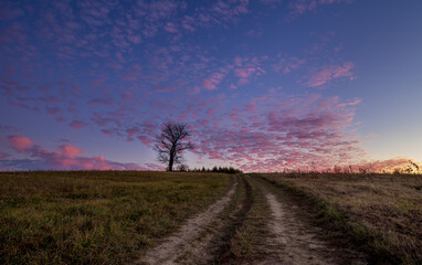 lonely tree against the background of the colored sky
 - obrazy, fototapety, plakaty