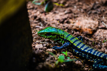 green lizard on a tree rainbow