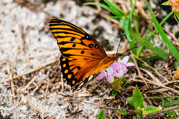 Gulf Fritillary Butterfly