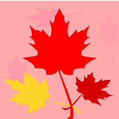 maple leaves on white