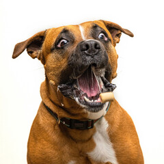 Obraz premium Boxer dog on isolated white background