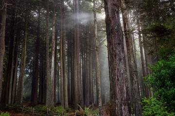 Forest in Mendocino County, along the California coast in United States.