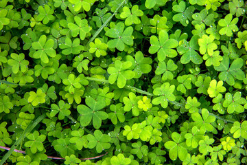 Clover field in Mendocino, California, United States.