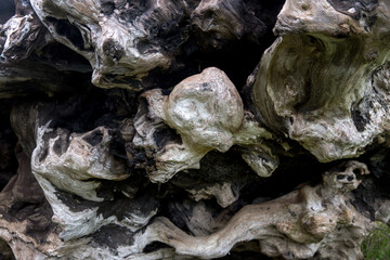 Weathered dry log in the forest, Mendocino, California, United States.