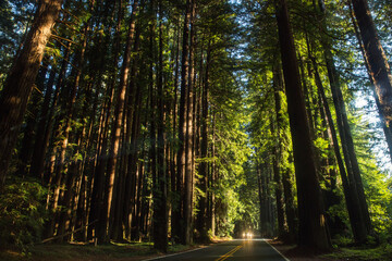 Fototapeta na wymiar Forest in Mendocino County, along the California Coast in United States.