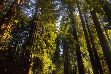Fototapeta premium Forest in Mendocino County, along the California Coast in United States.