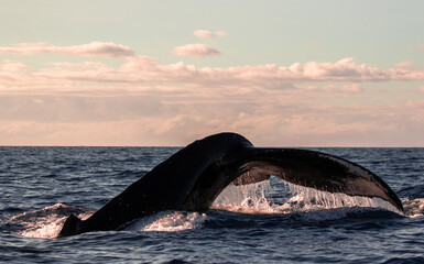 whale tail maui
