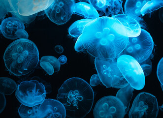 Moon Jellyfish purple in aquarium tank version 6 © David